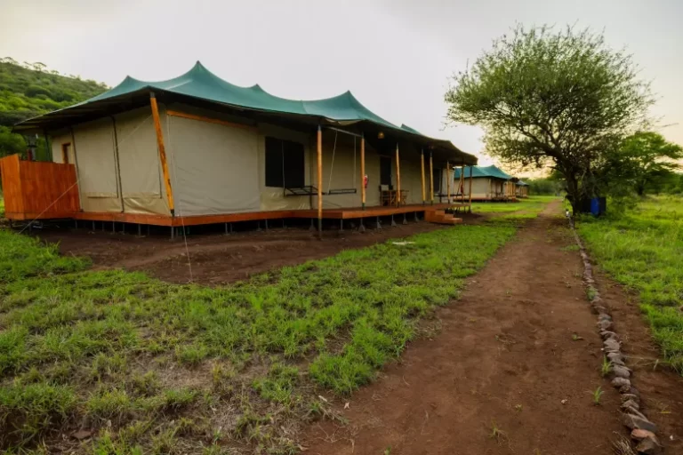 safari haven 9 1