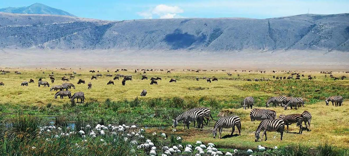area di conservazione ngorongoro