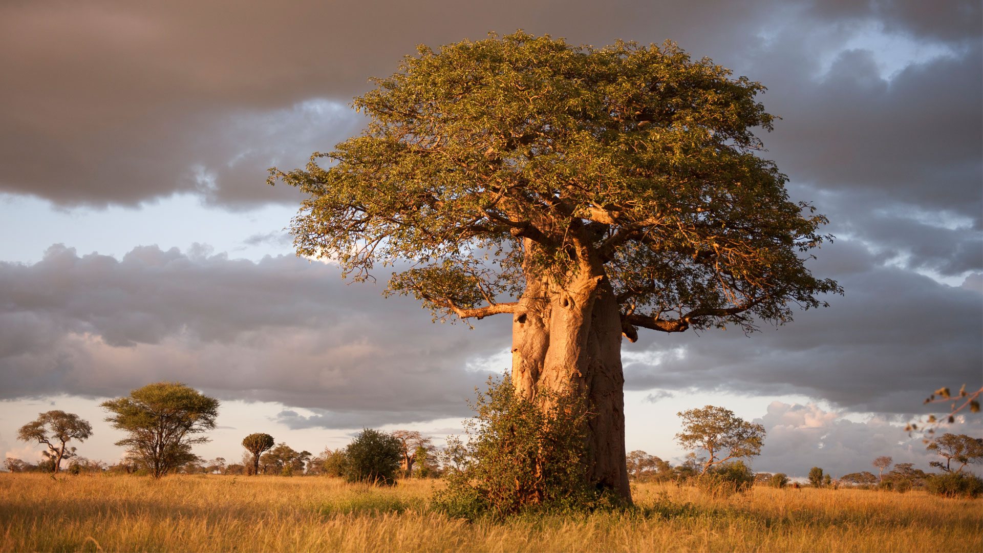 boabab tarangire national park