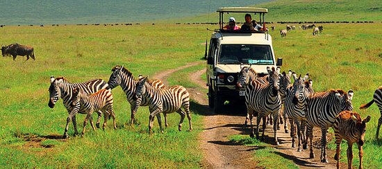 game drive