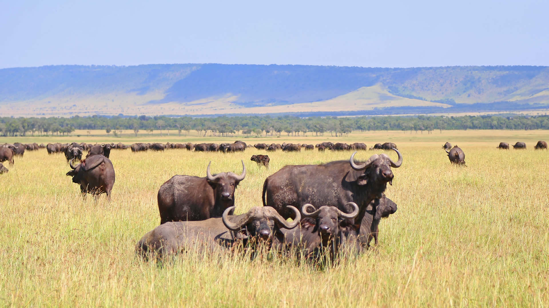 ngoro2
