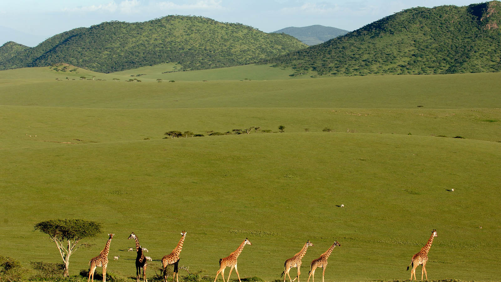 ngorongoro highlands=401189 330