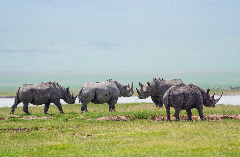Ngorongoro rhinos