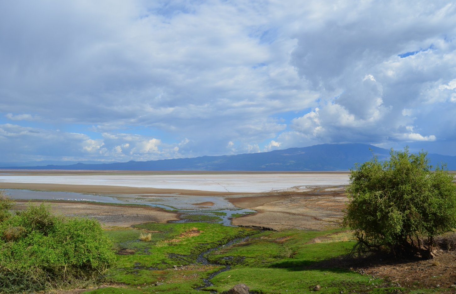 Acacia to Lake Natron