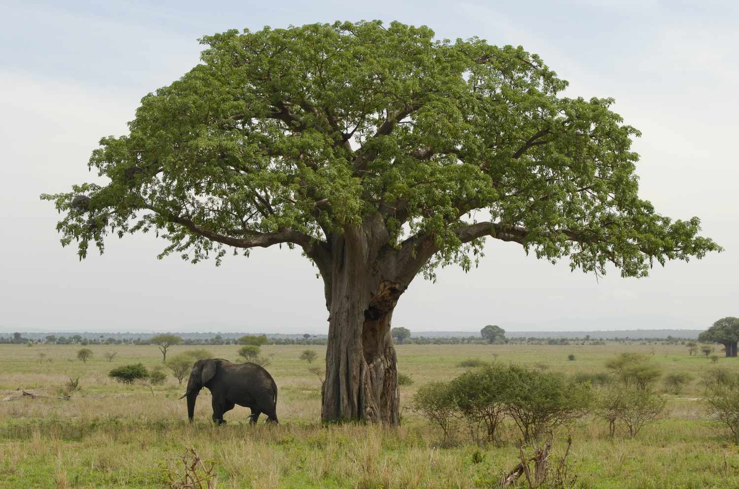 Arusha and Tarangire National Park