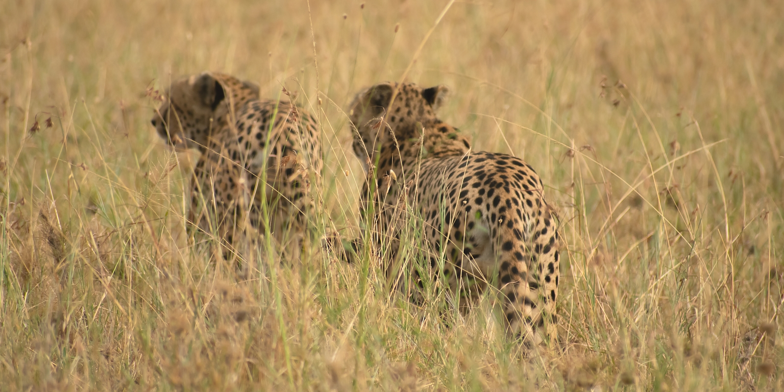 Arusha to Central Serengeti National Park