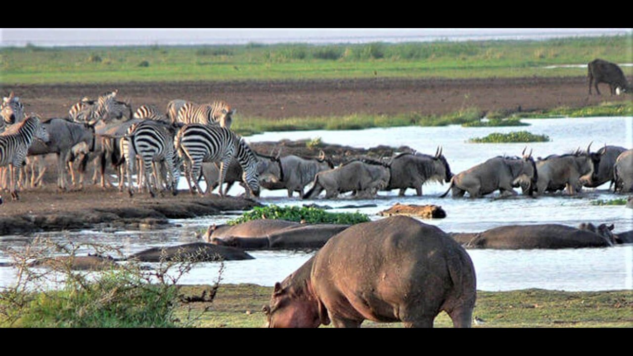 Arusha to Lake Manyara National Park