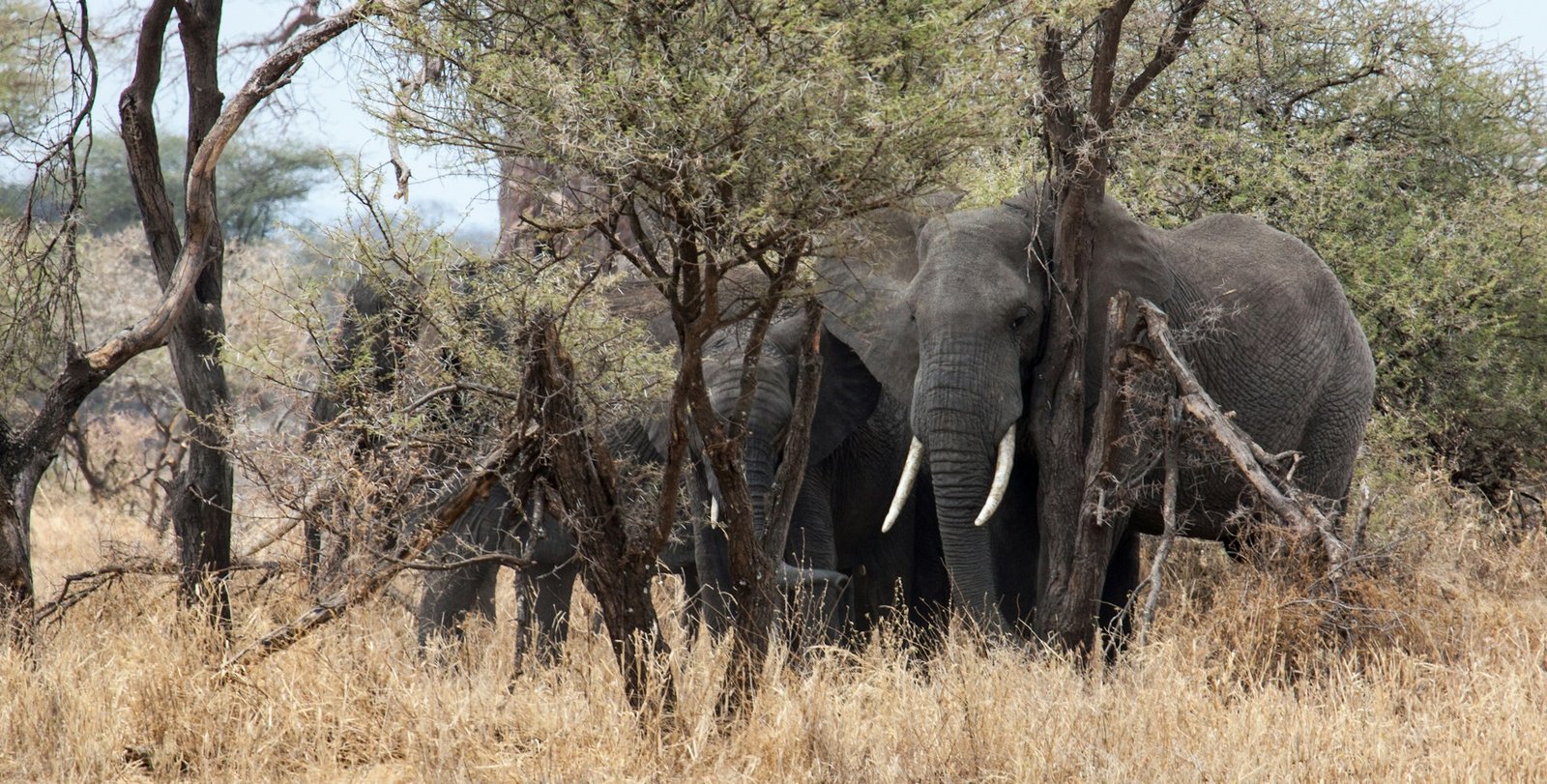 Arusha to Tarangire National Park....