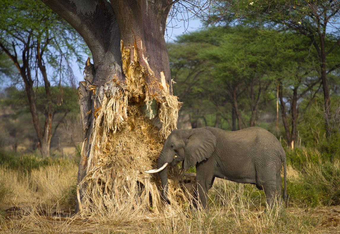 Arusha to Tarangire National Park