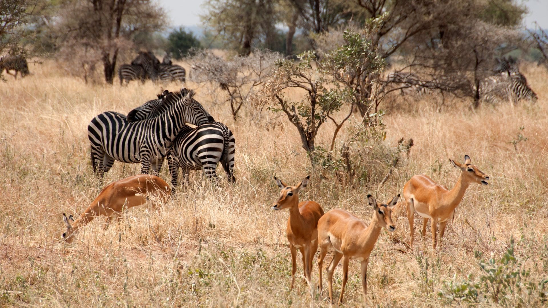 Arusha to Tarangire National Park