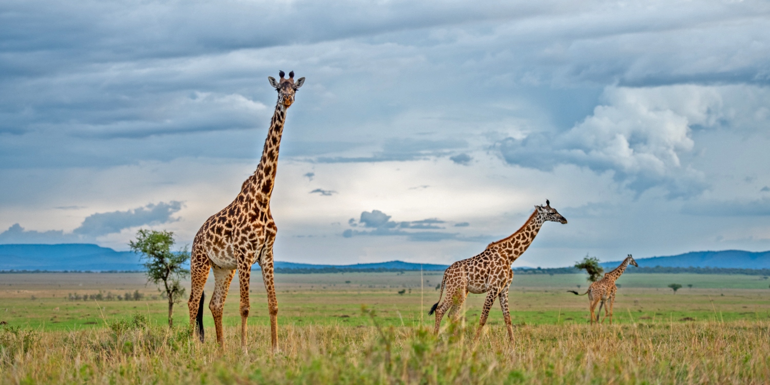 Central Serengeti National Park to Ngorongoro Highlands