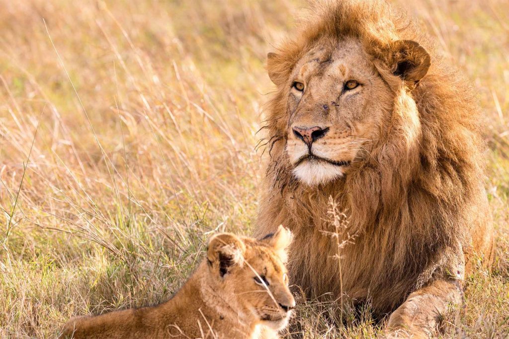 Comfort Safari Experience