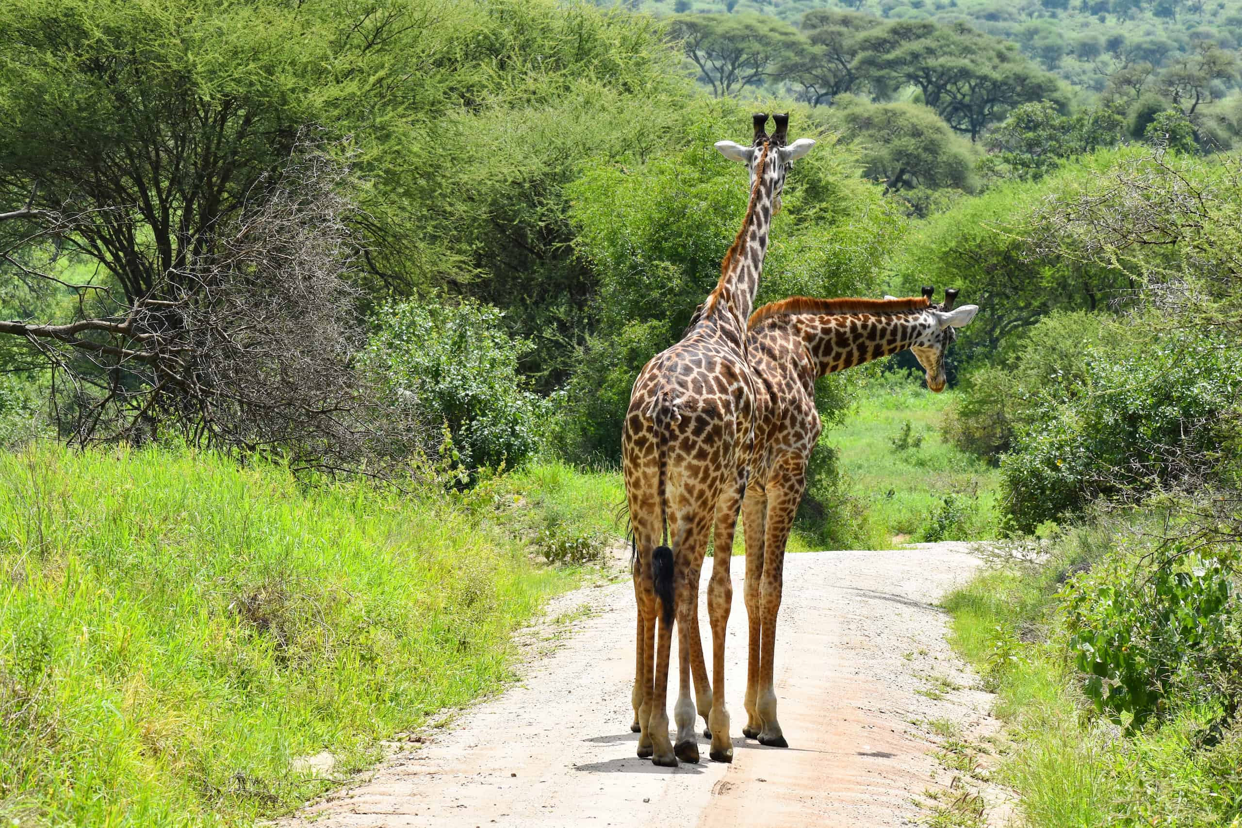 animals of wild africa. giraffe at the national park in tanzania.