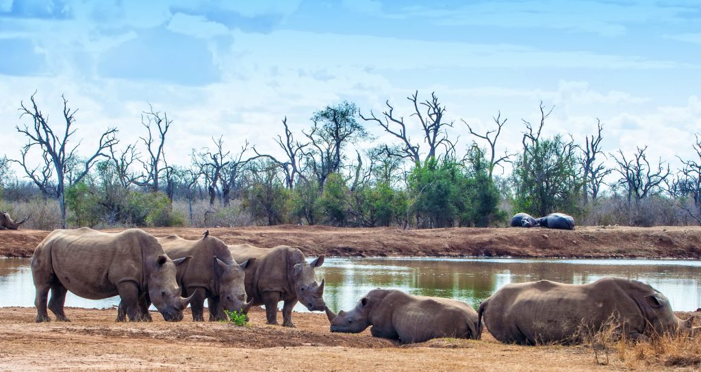 White,Rhinoceroses,Or,Square lipped,Rhinoceroses,(ceratotherium,Simum),In,Hlane,Royal