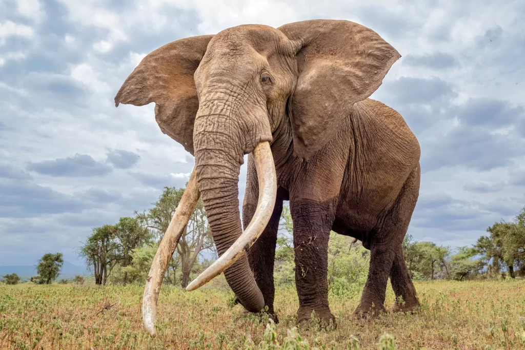 Elephant Tanzania