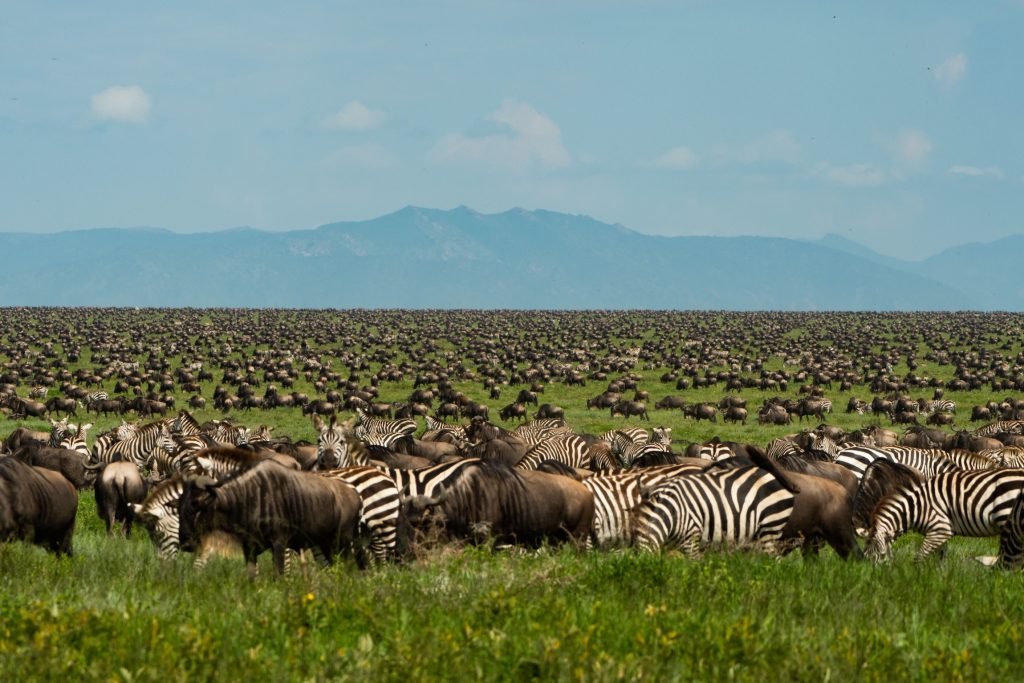 Experience the Best of Northern Tanzania Parks