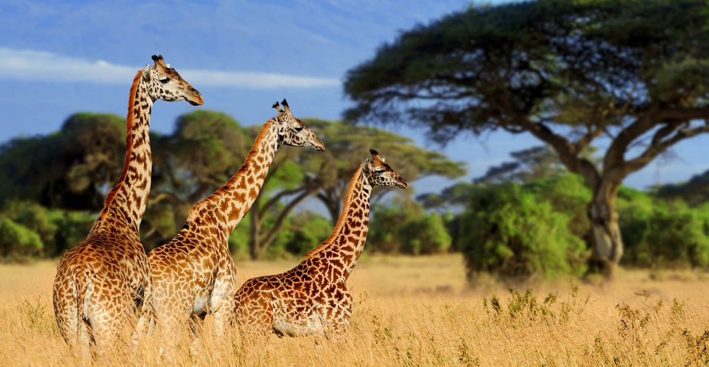 Exploring the Leading National Parks in Tanzania