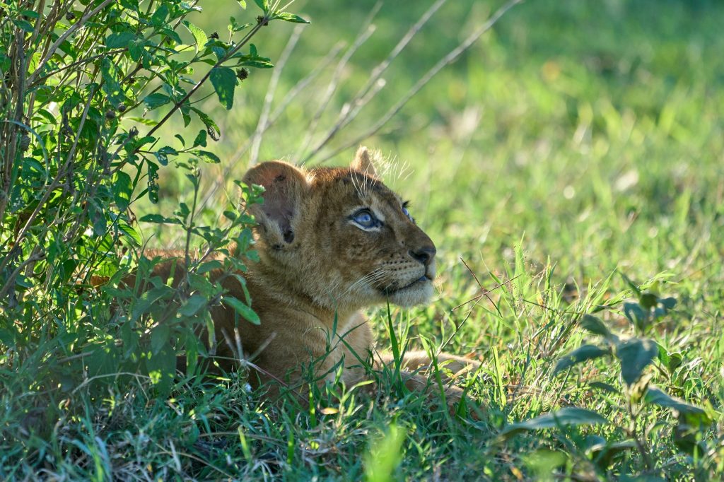 Fly in Exclusive Tanzania Safari Adventure