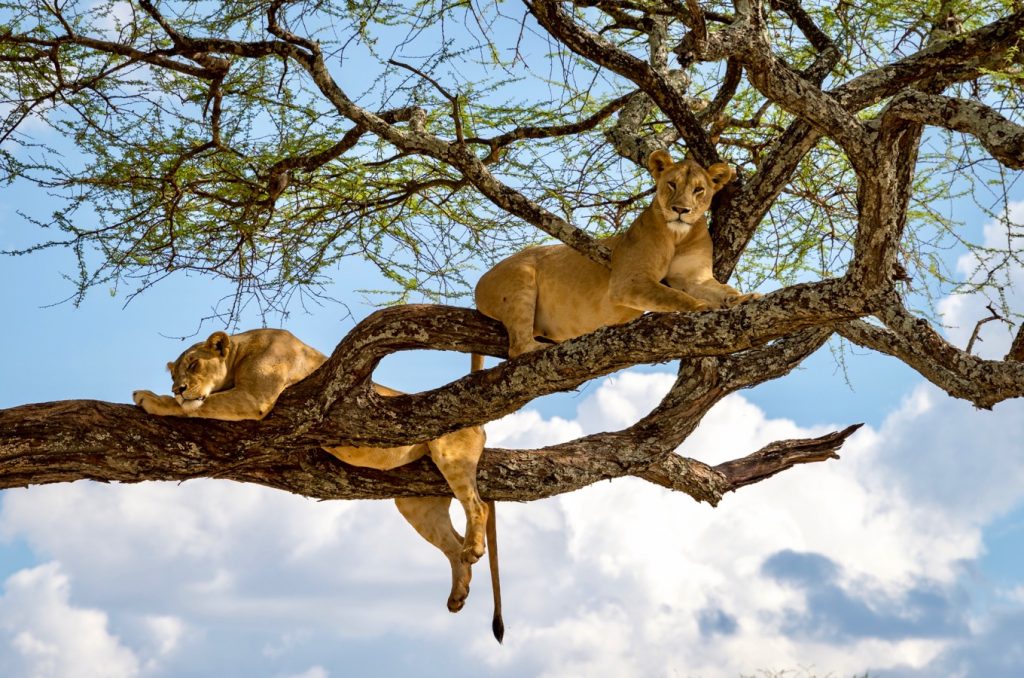 Sleeping and relaxing lions in a tree