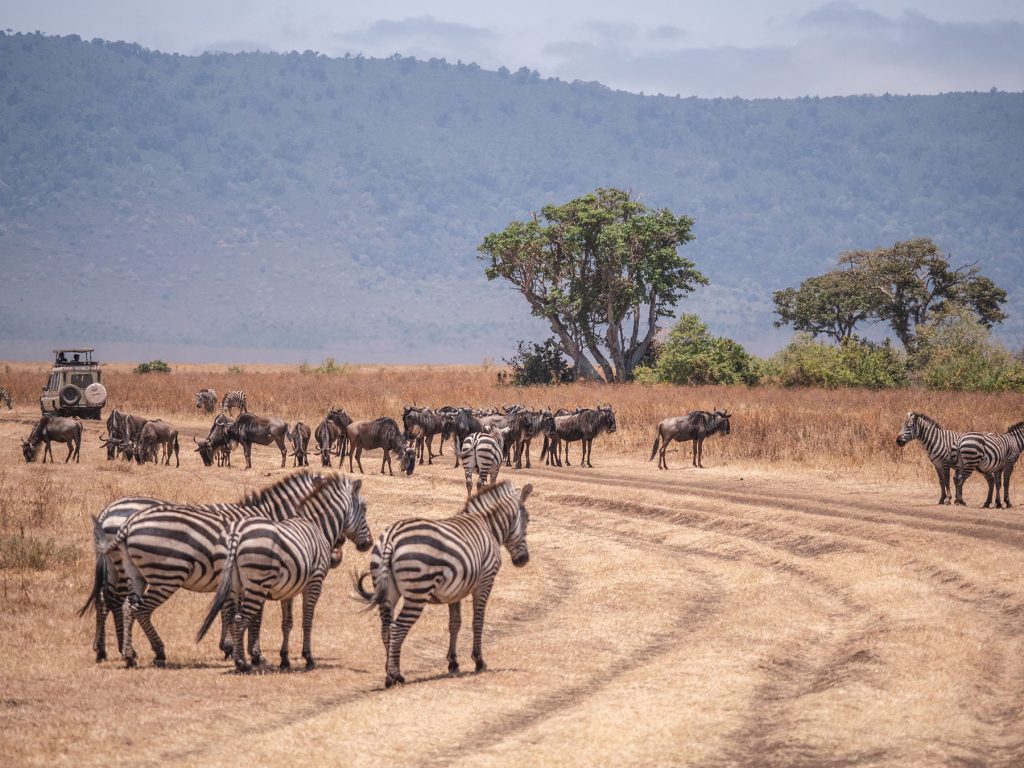 Fly in Safari to Tarangire, Serengeti & Ngorongoro