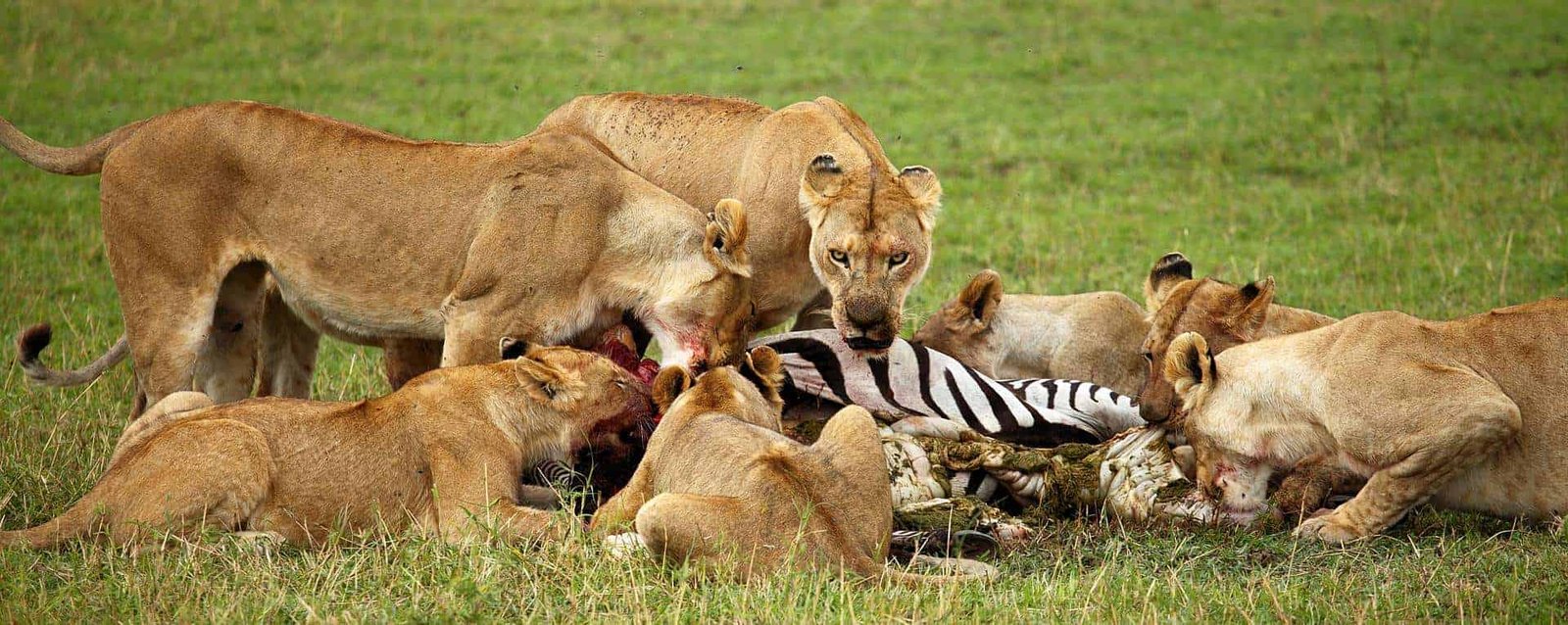 Full Day Game Drive in Central Serengeti and Transfer to Ngorongoro Conservation Area