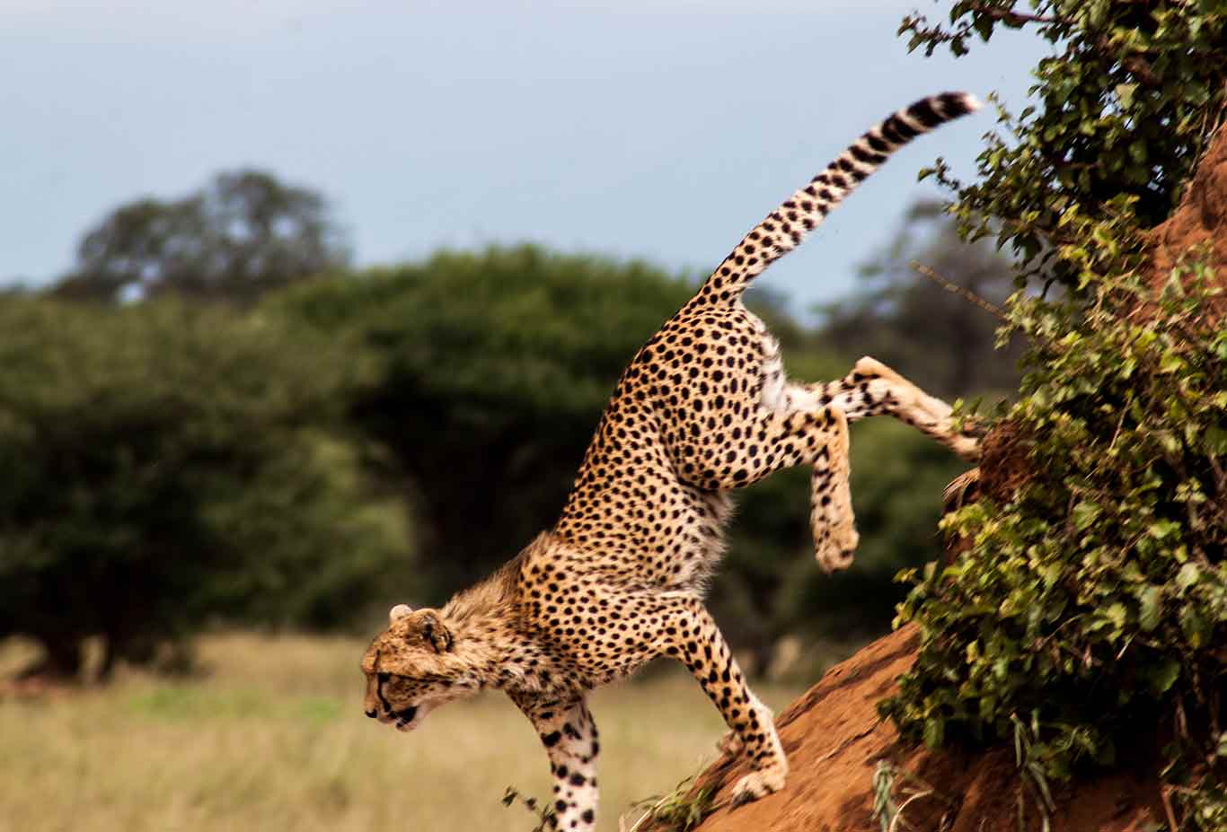 Full Day Game Drive in Serengeti National Park