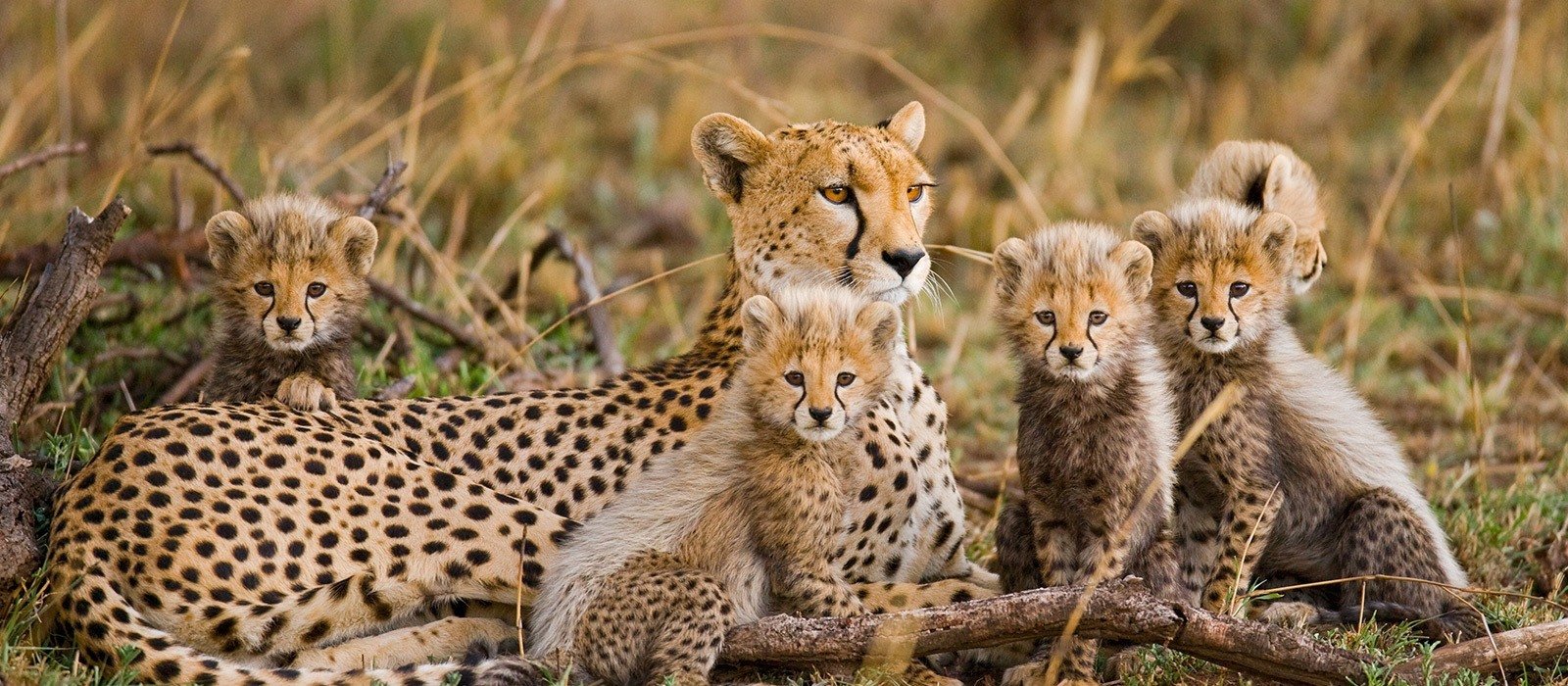 full day in serengeti