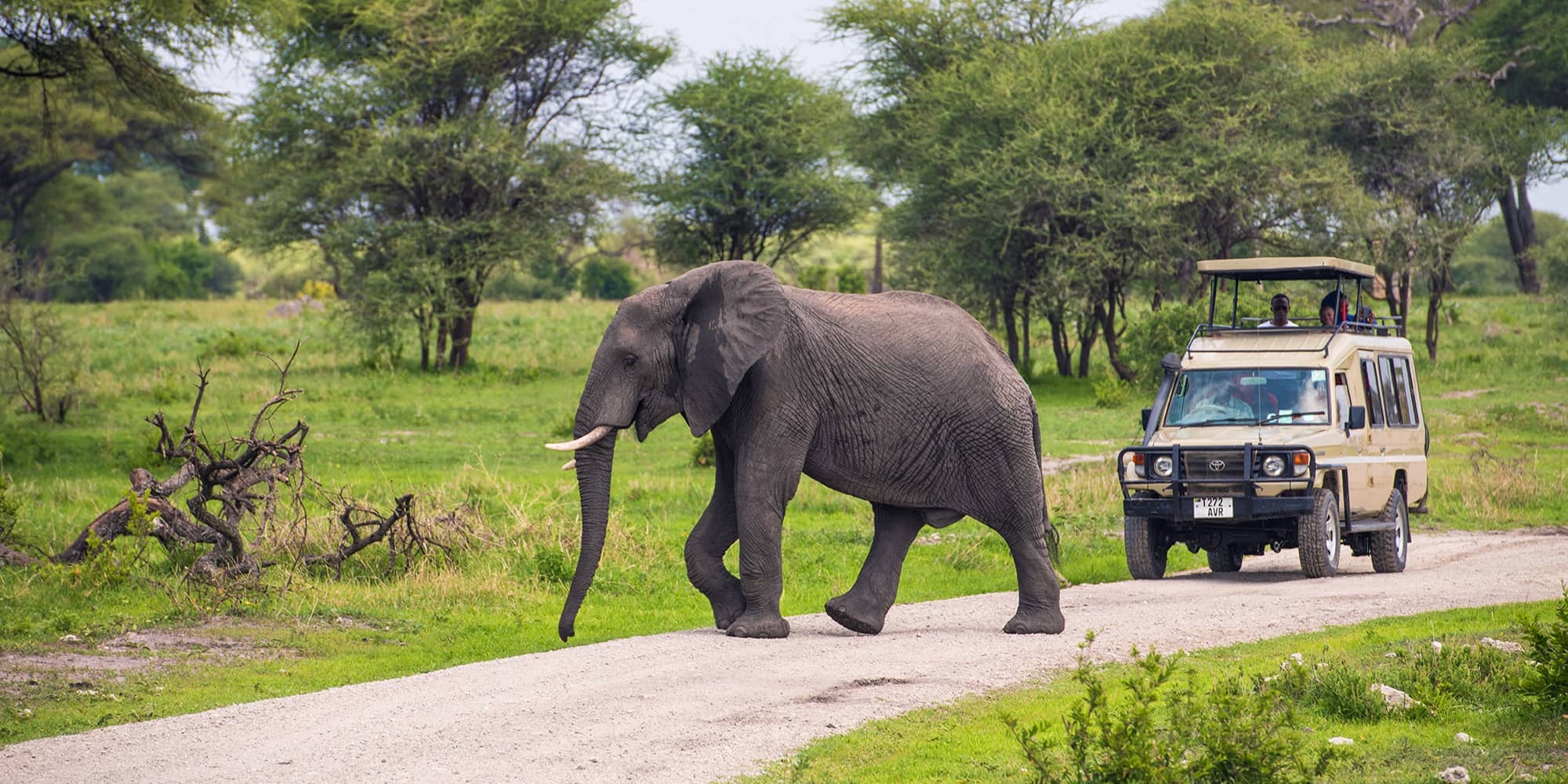 Game drive in Tarangire National Park