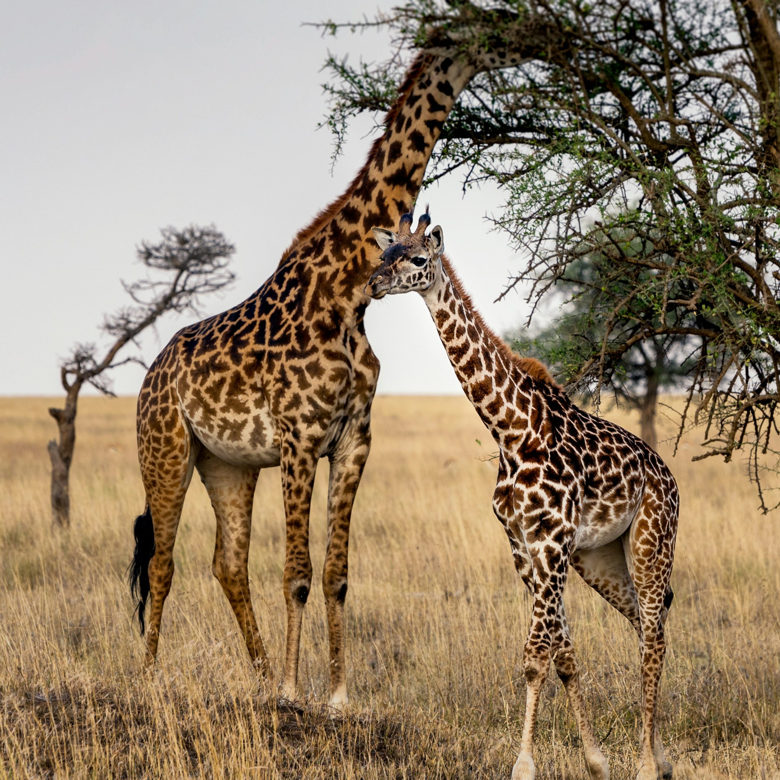 giraffe 1 scaled