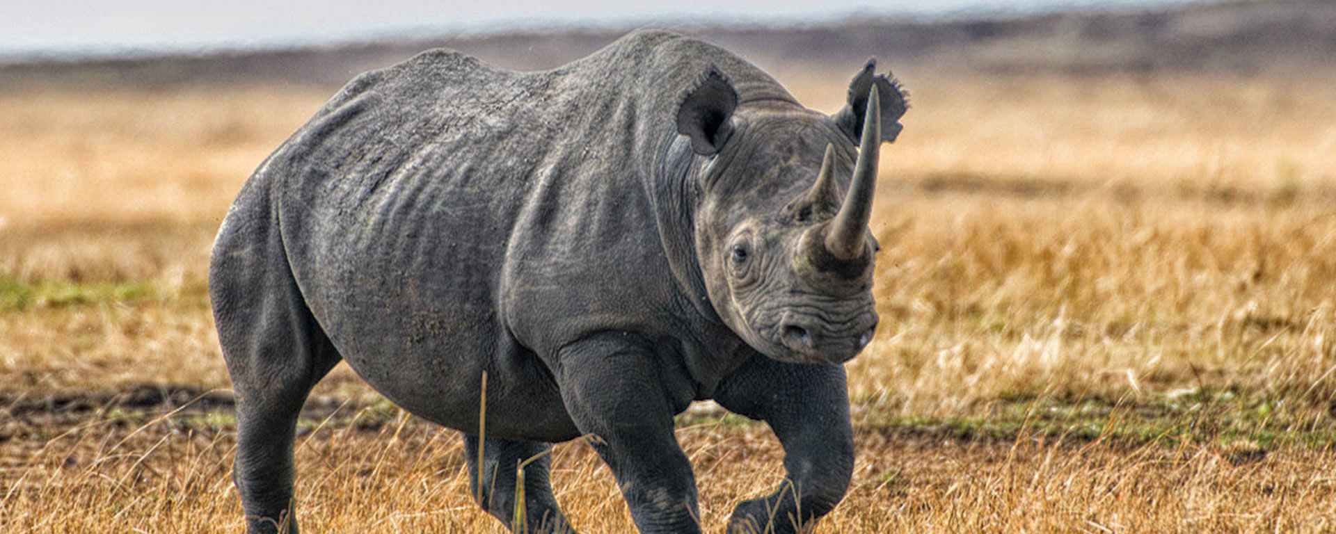 Karatu Ngorongoro Crater Serengeti National Park