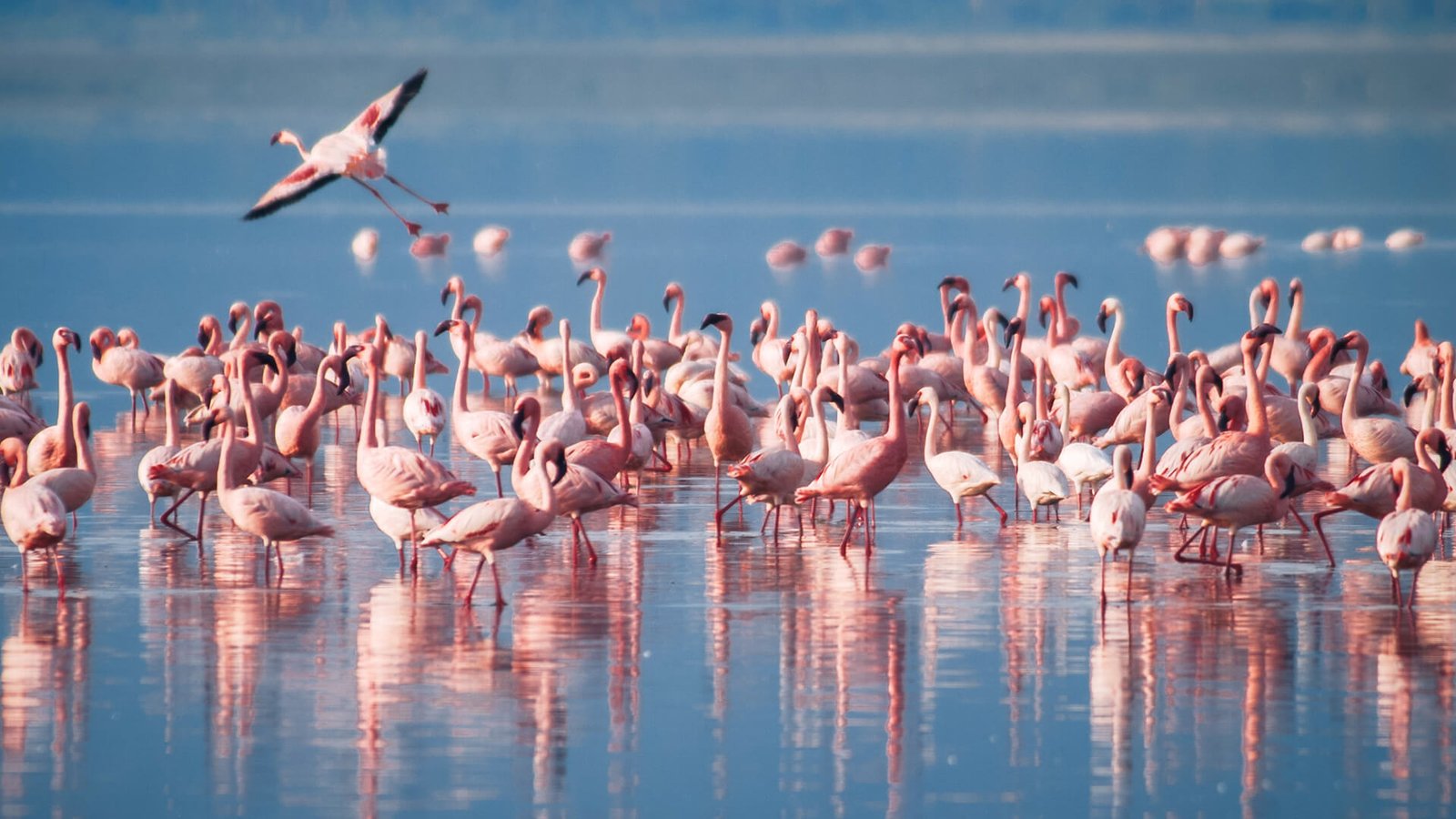 Karatu to Lake Manyara National Park and drive back to Arusha