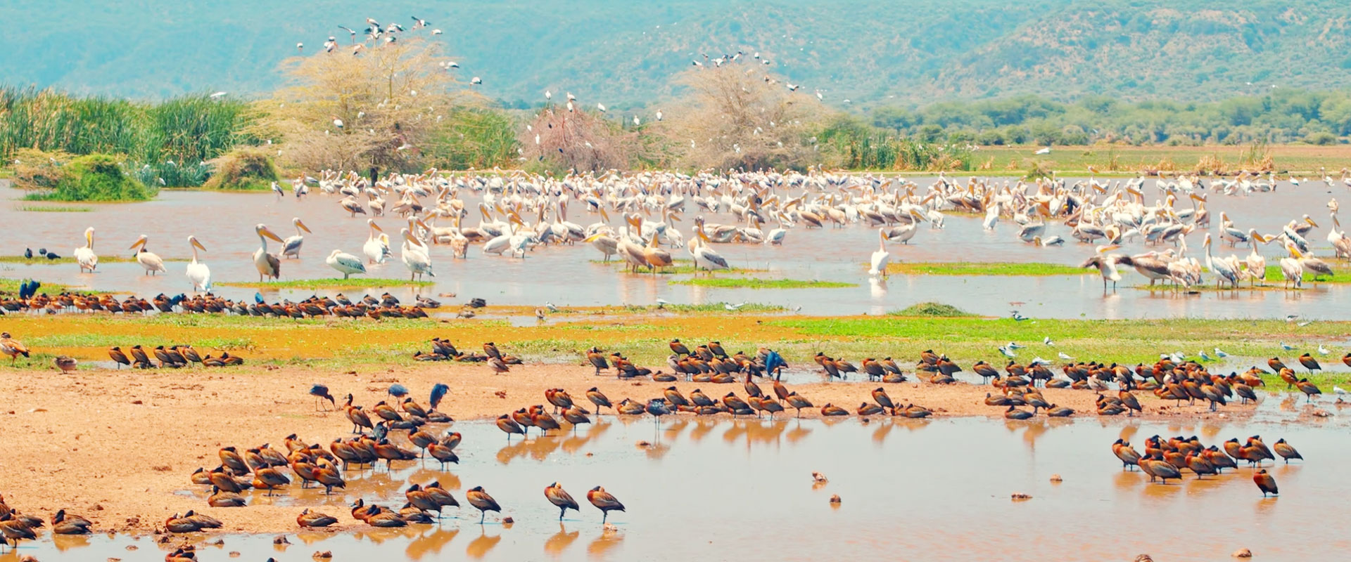 Lake Manyara National Park 2