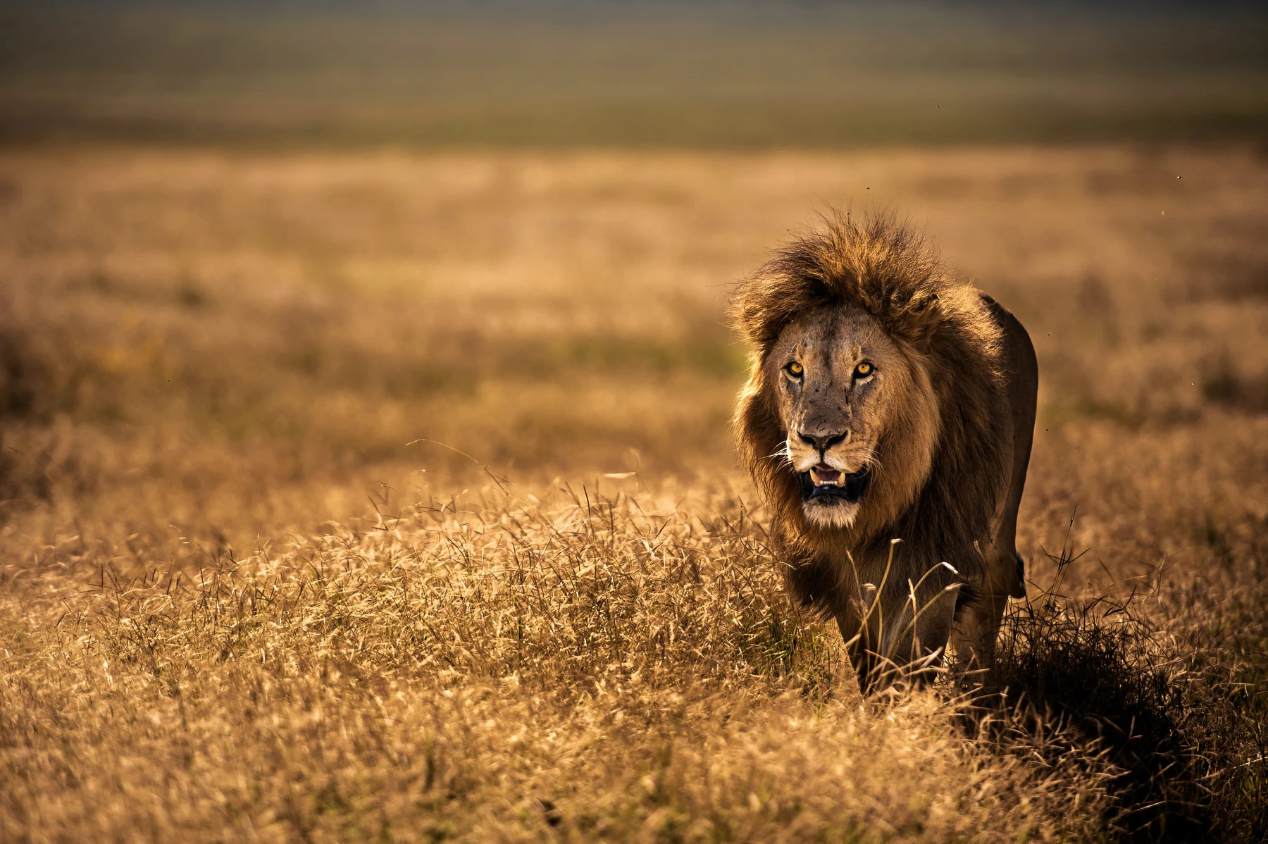 lion tanzania (1)