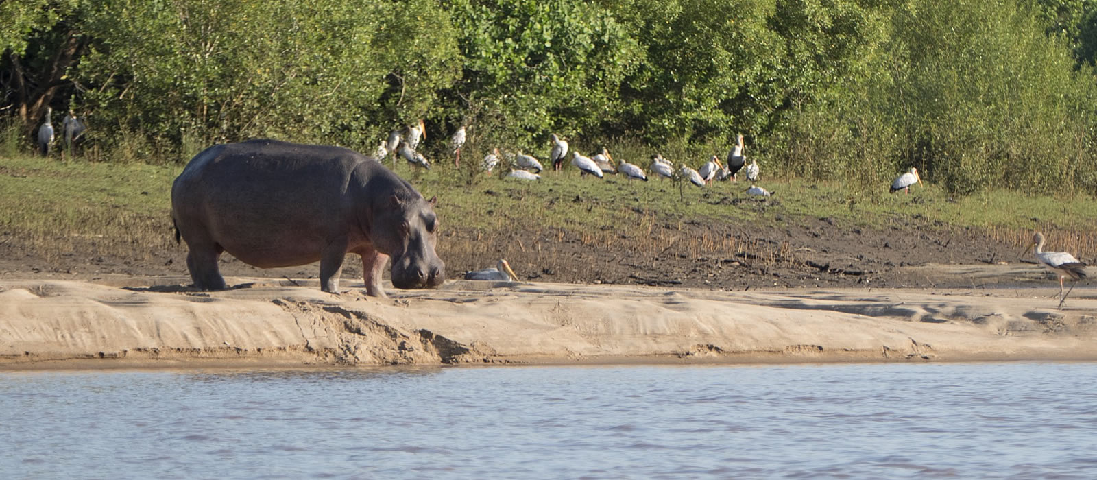 Morning Game Drive then Drive Back to Dar es Salaam