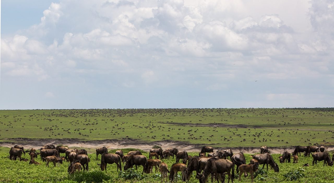 Ngorongoro Crater,