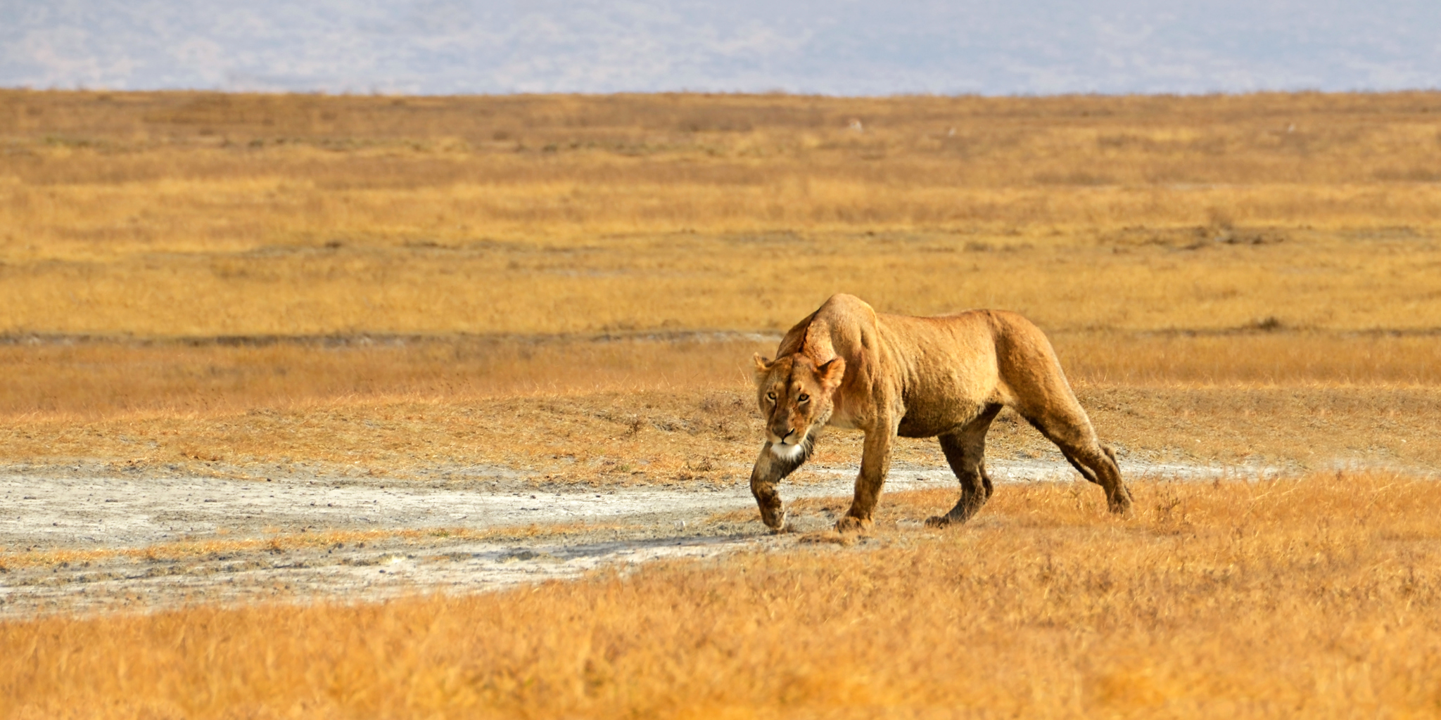Ngorongoro Crater..