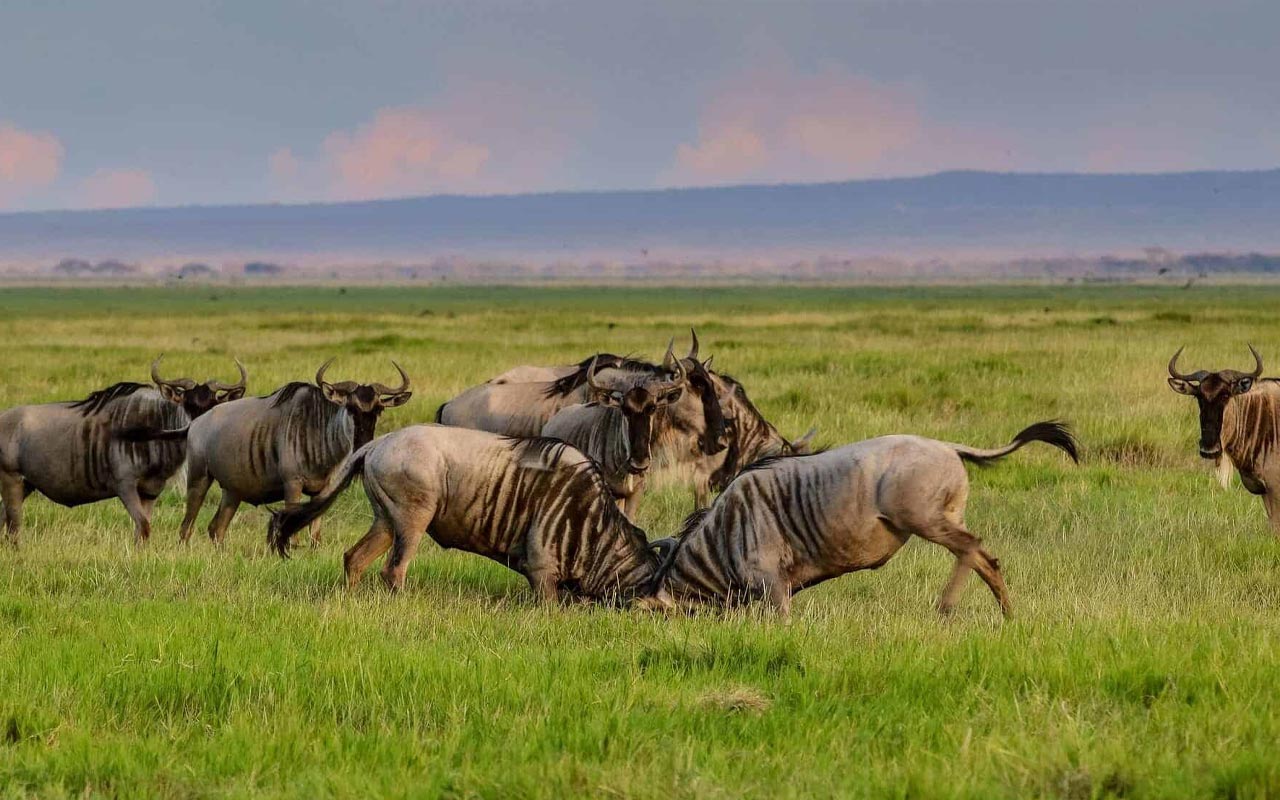 Ngorongoro Crater to Serengeti National Park