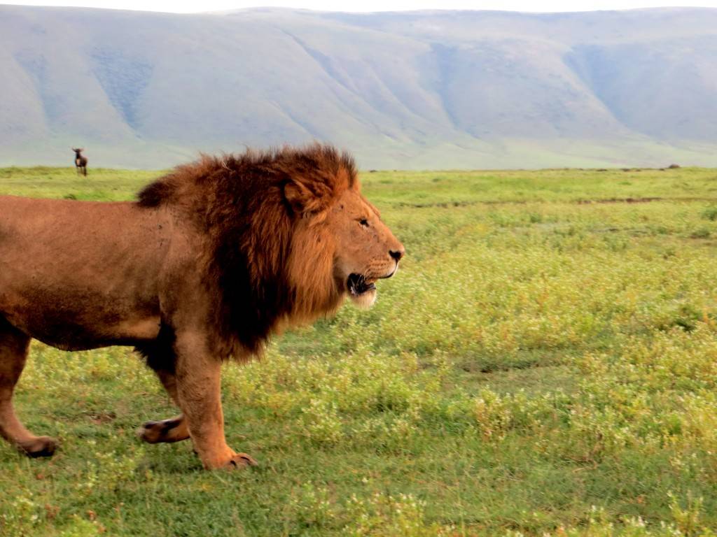 Ngorongoro Crater Tour then drive to Arusha