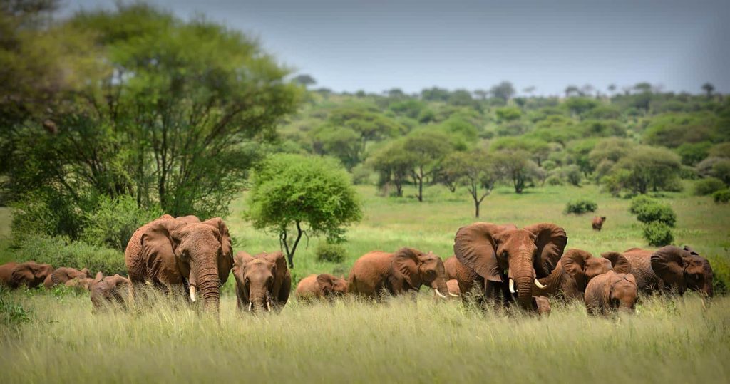 Private Midrange Serengeti & Ngorongoro Fly in