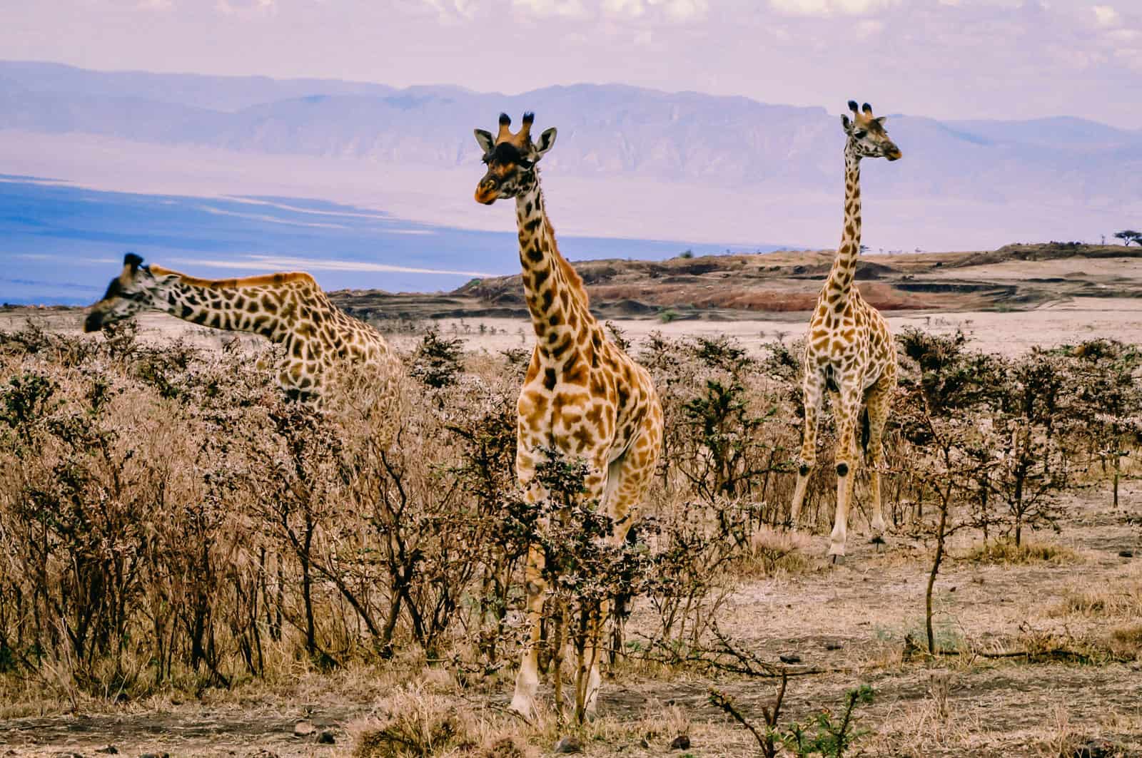 serengeti national park ,