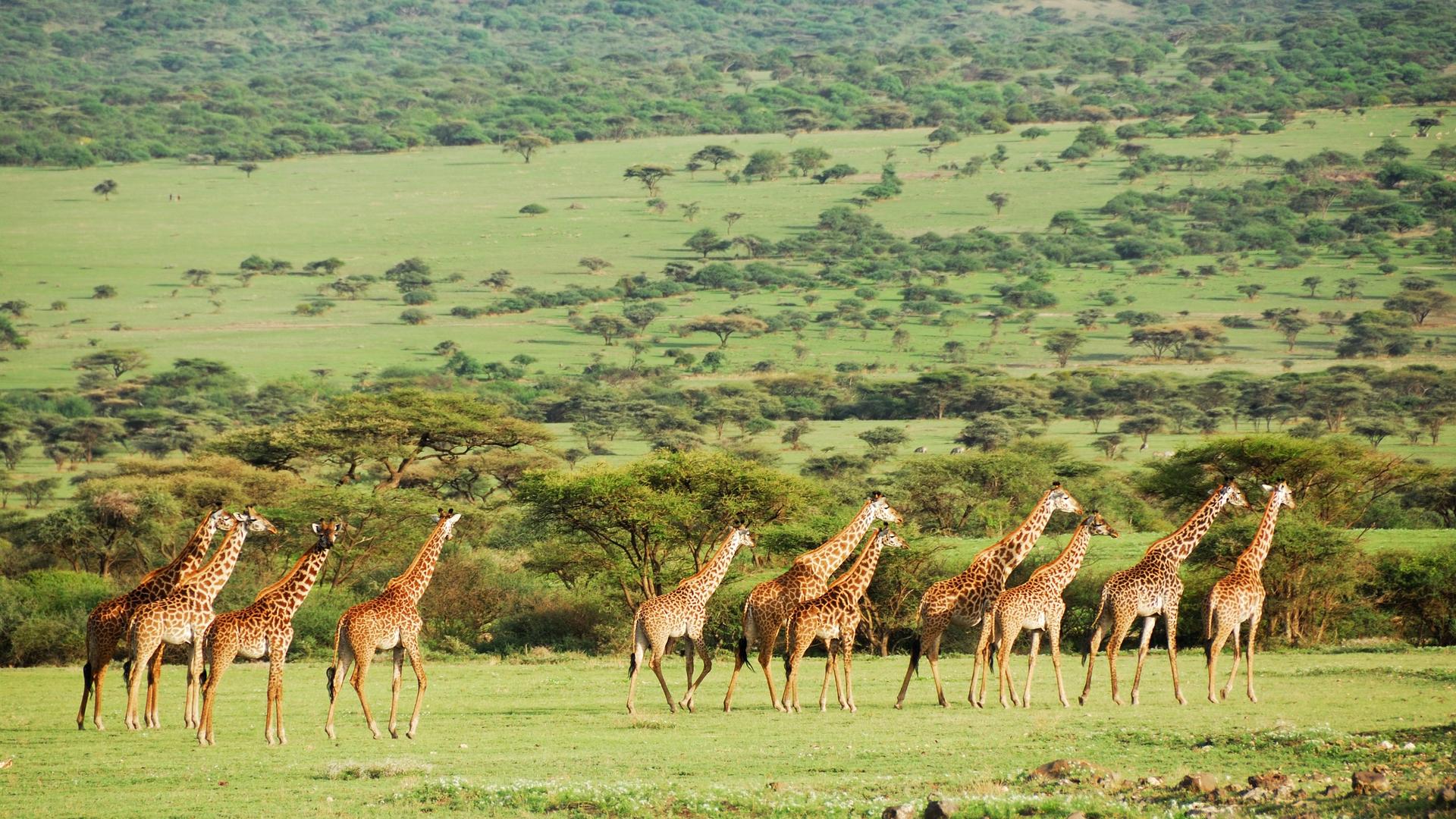 Serengeti National Park 22