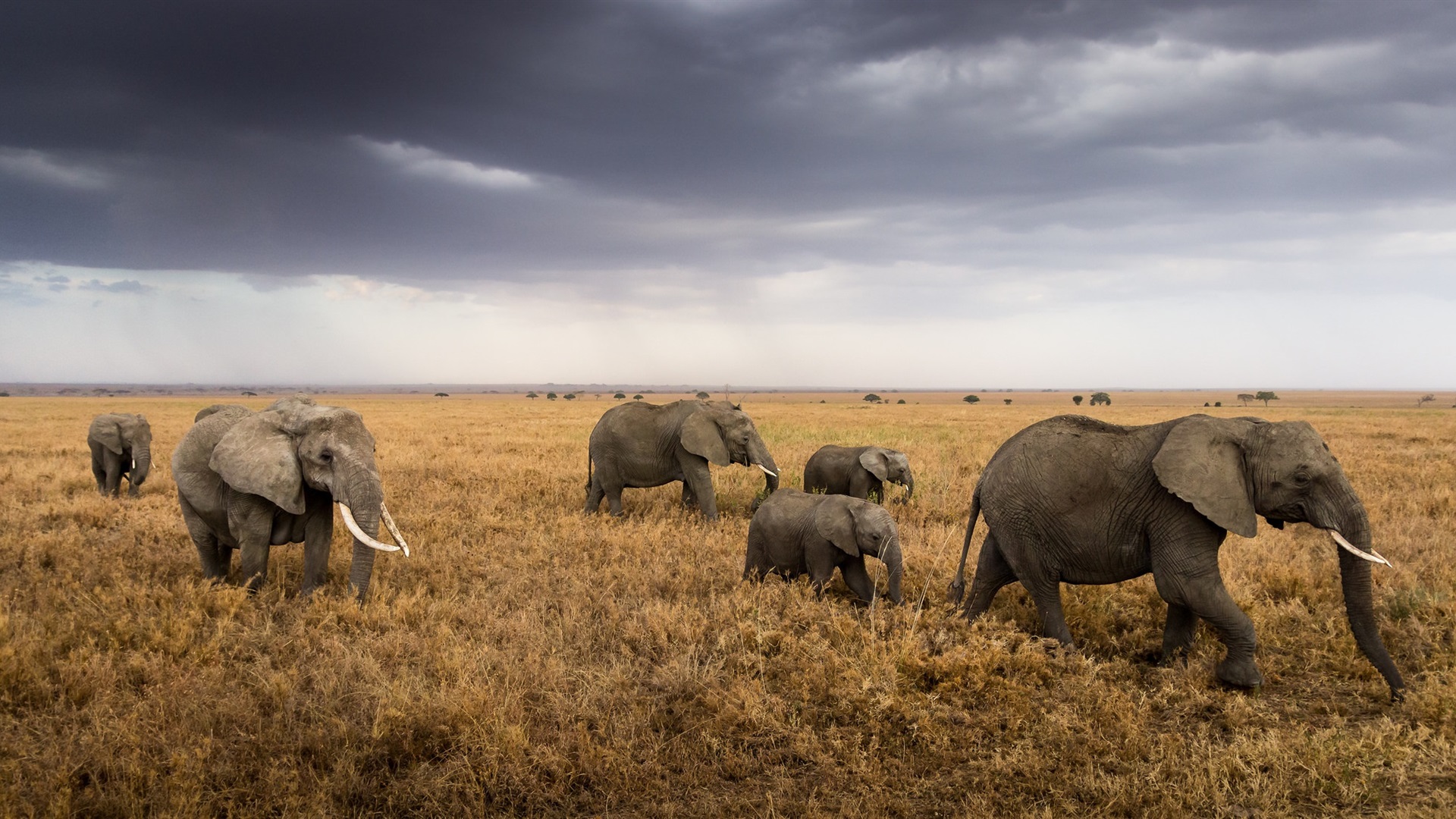 Serengeti National Park elephants