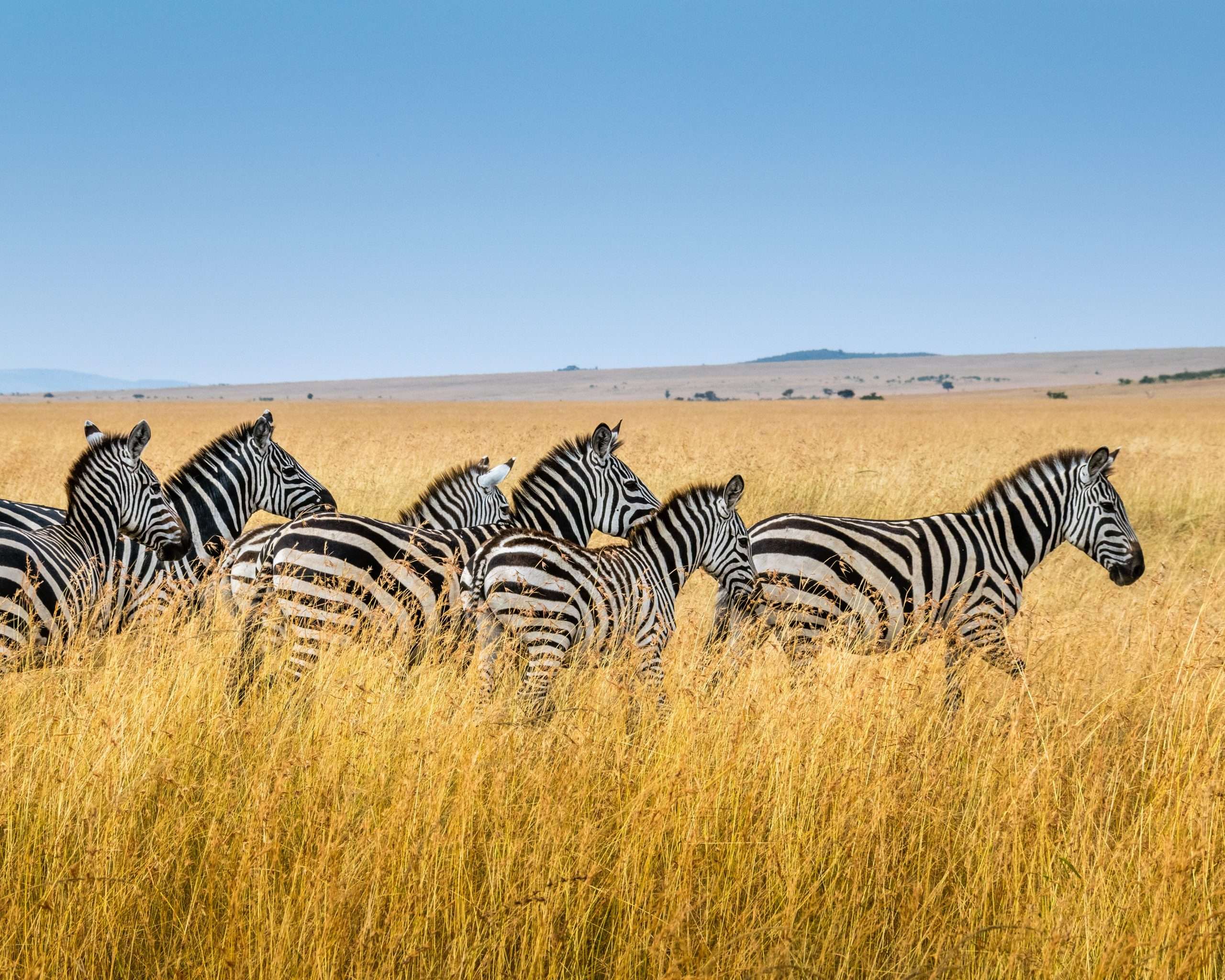 Serengeti National Park to Karatu