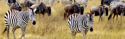 Serengeti National Park to Ngorongoro Crater,