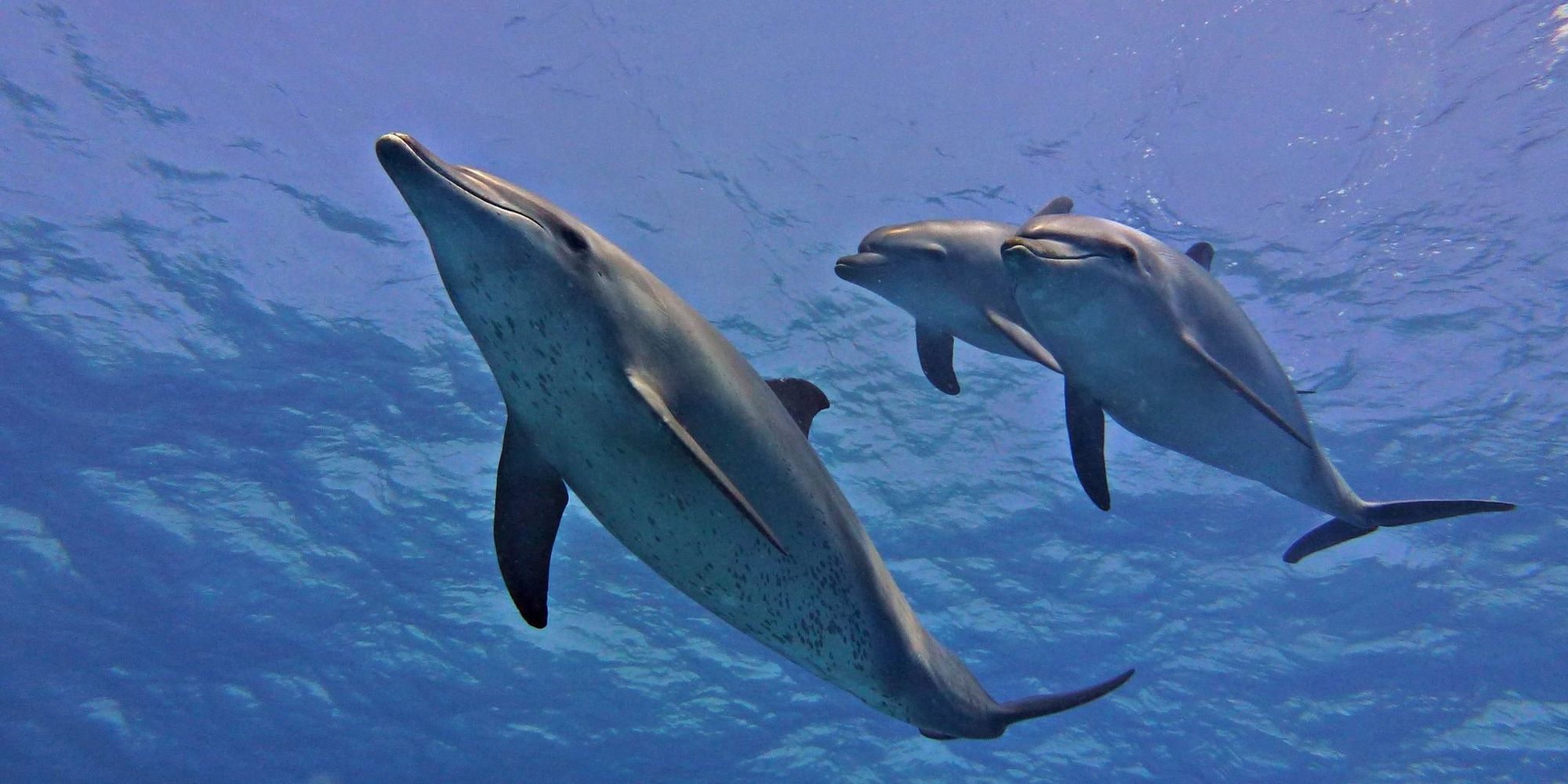 Snorkeling and dolphin tour with barbecue lunch