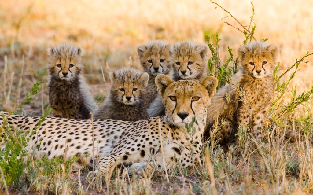 Tanzania's Big Five Odyssey