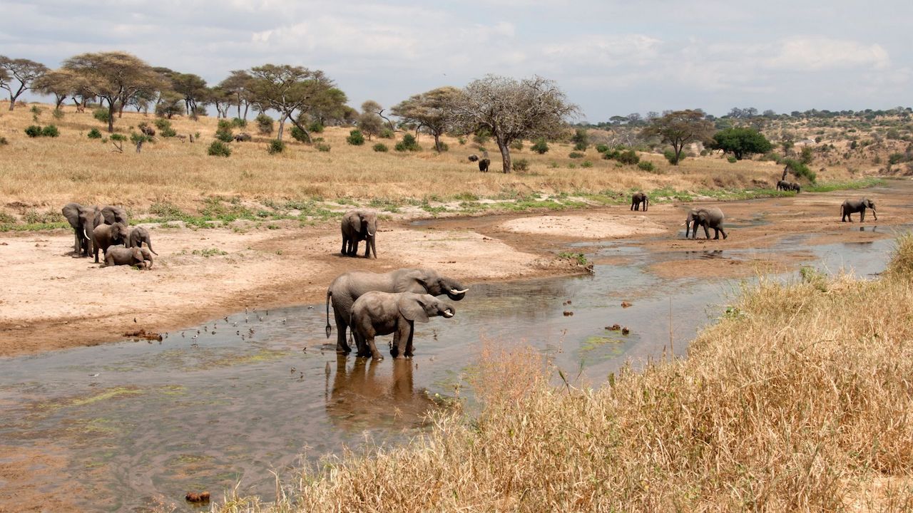 Tarangire National Park,,