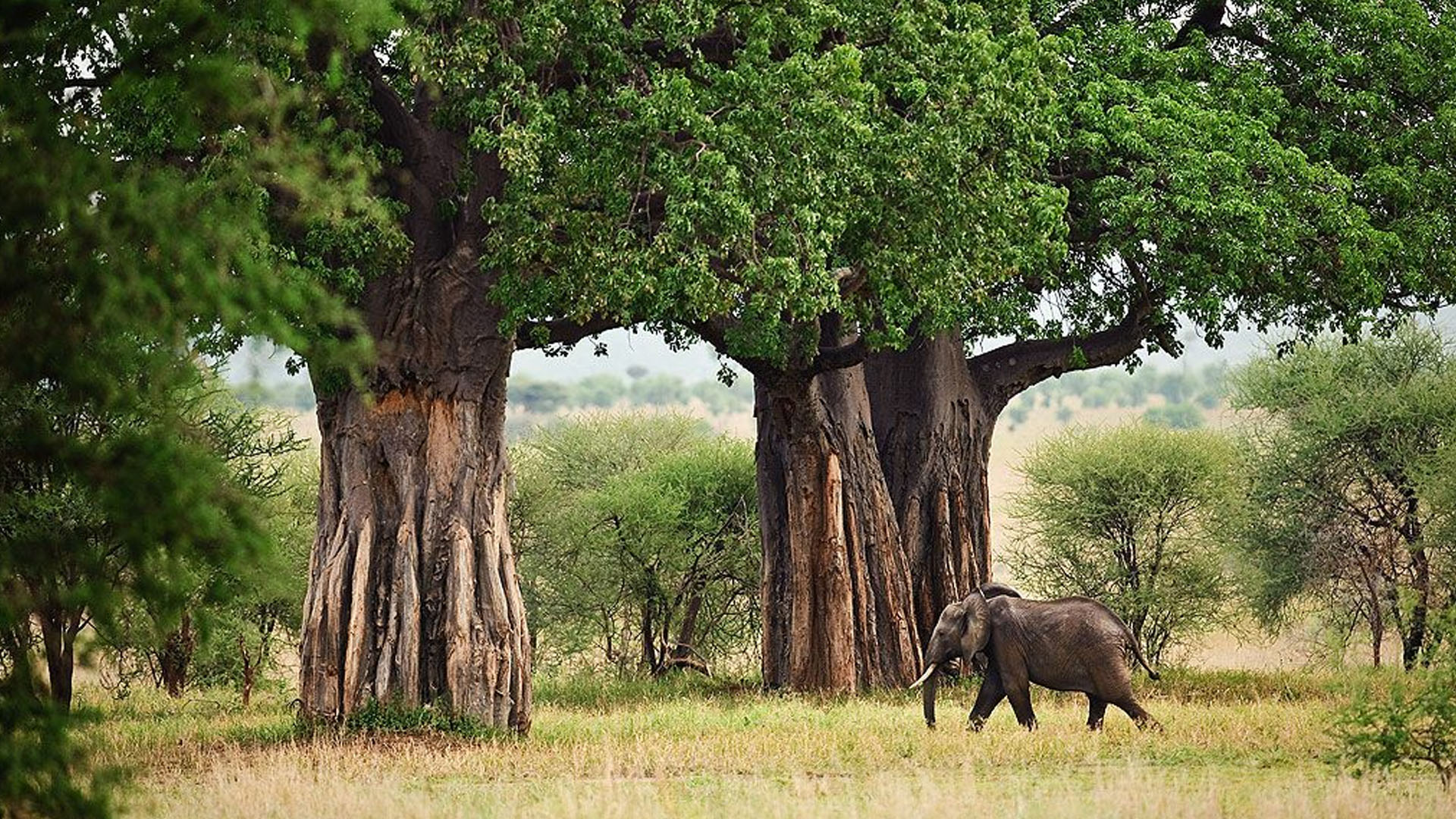 Tarangire National Park'