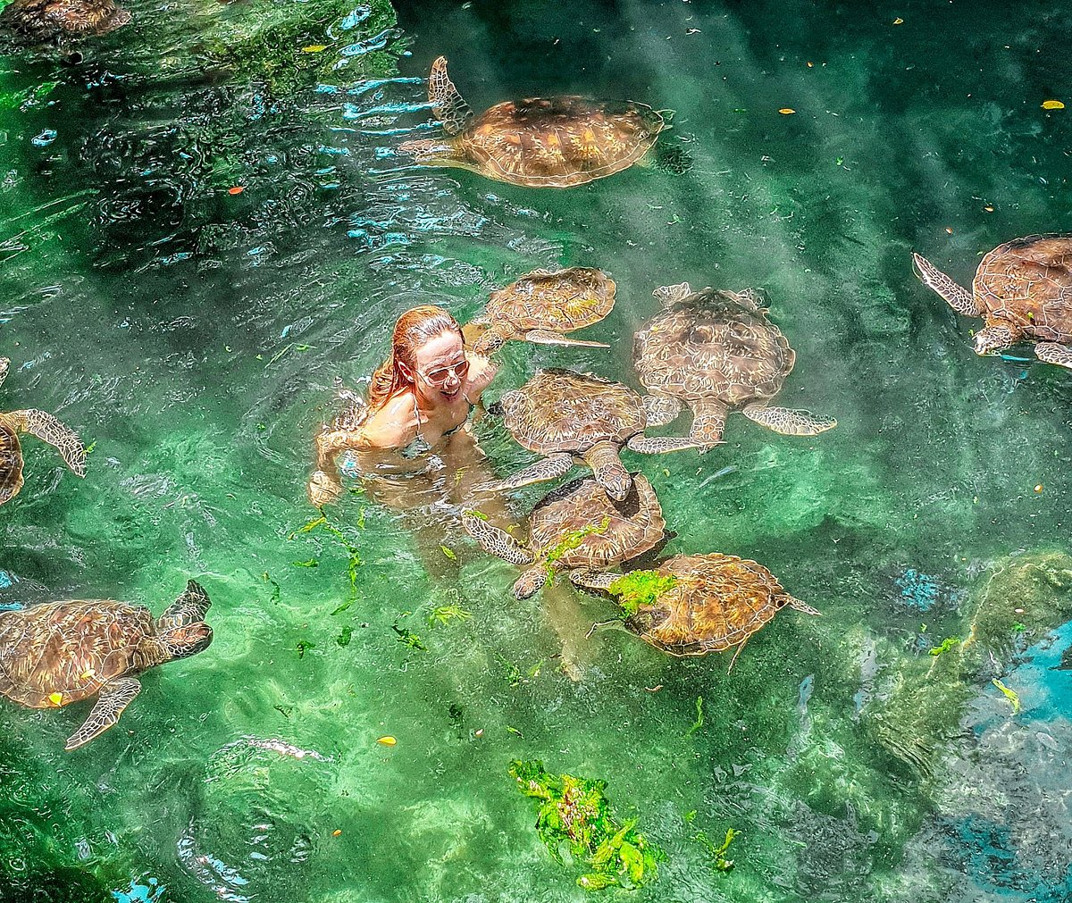 Zanzibar Blue Ocean tour, swimming with sea turtles and evening departure