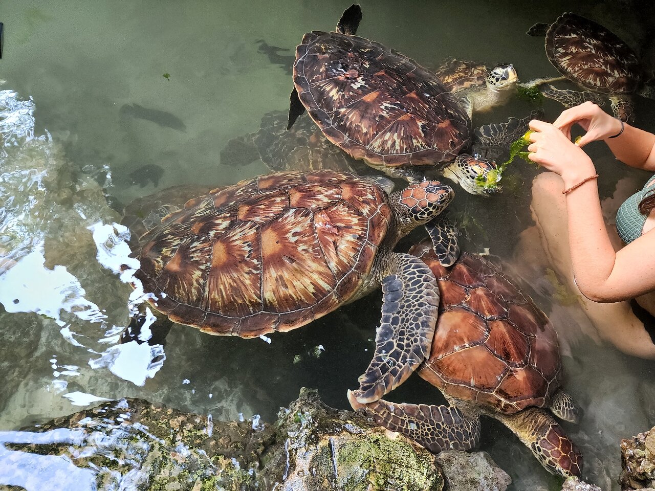 Zanzibar Swim with turtles at aquarium